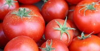 paradajz turizam u ulcinj