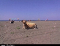 krave u plazi