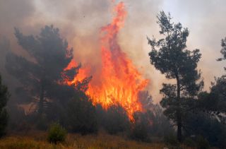 Gorjela šuma u naselju Pinješ