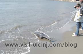 NA VELIKOJ PLAŽI U ULCINJU STRADAO I DRUGI DELFIN