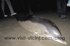 Ulcinj: Pijesak koban za jednog delfina