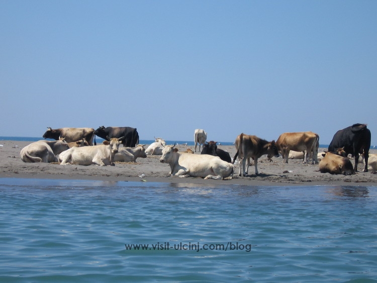 Ada Bojana: Da li goveda ometaju turiste?