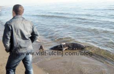 Delfin ubijen dinamitom: Incident na kupalištu „Majami” na Velikoj plaži u Ulcinju