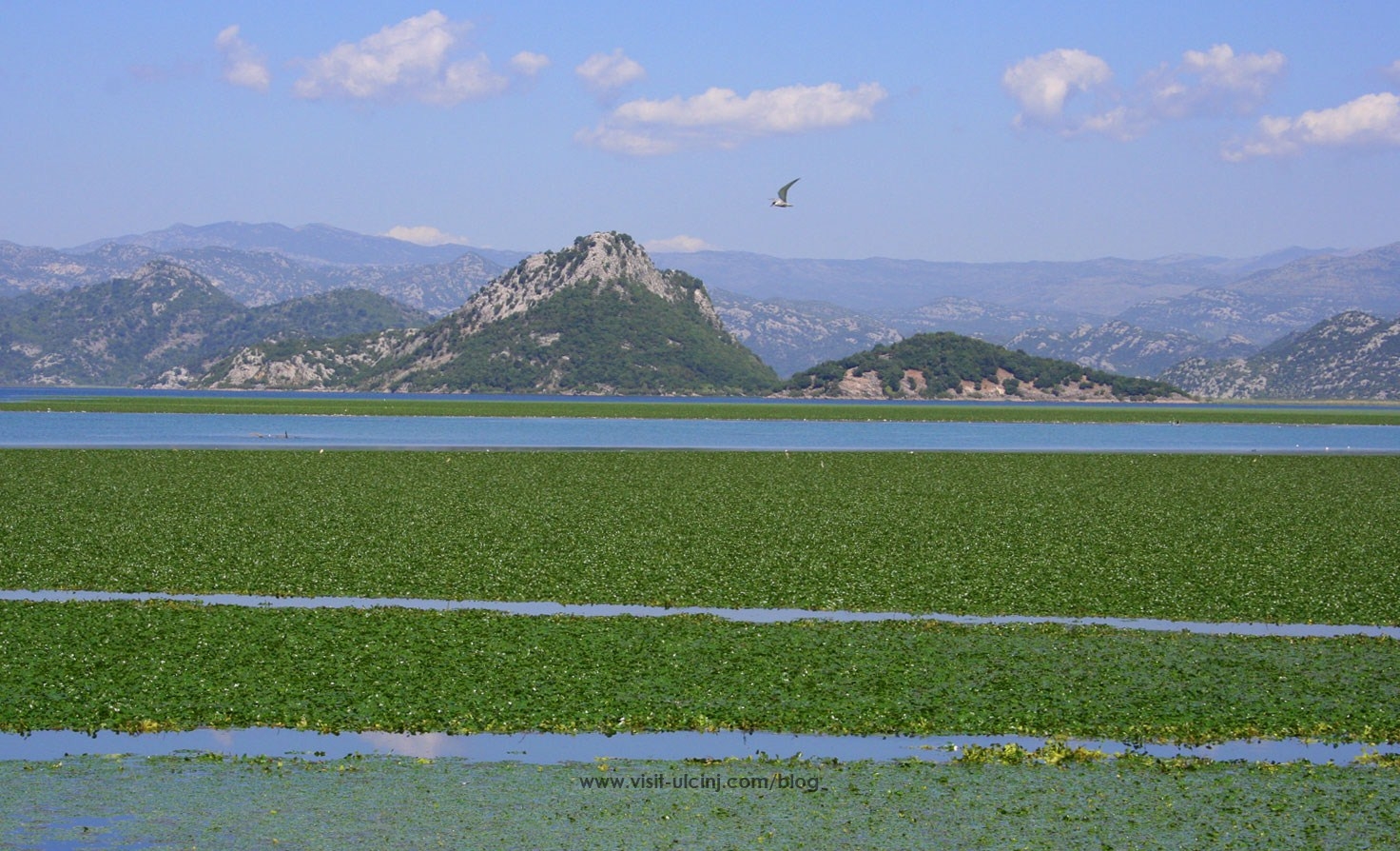 Aksion tremujor për pastrimin e liqenit të Shkodrës – Video