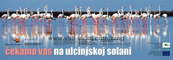 Ulcinjska solana pod lupom flamingosa!