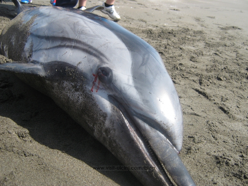 Gjendet një delfin i ngordhur në bregdetin e Ulqinit