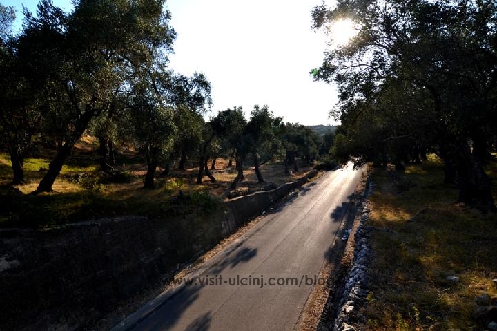 Uvala maslina Valdanos_Ulcinj