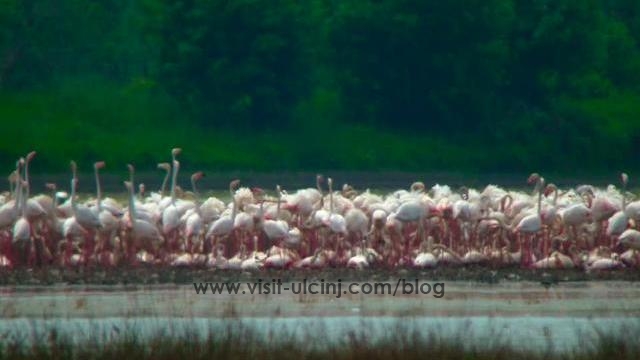 Flamingosi u Ulcinjskoj solani.1