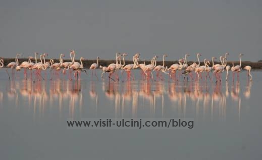 Flamingosi u Ulcinjskoj solani.2