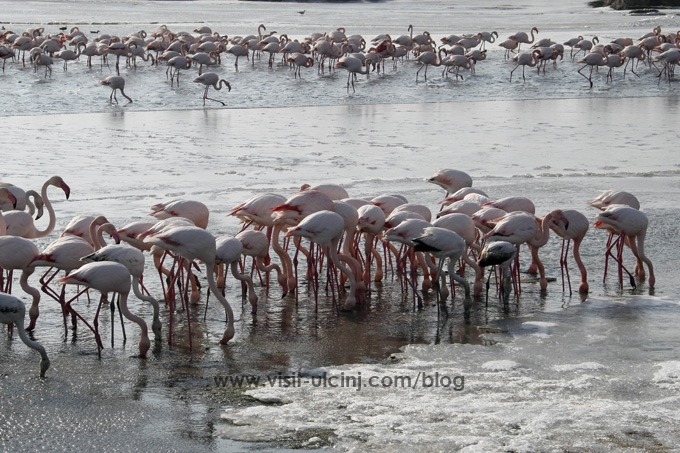 Oko 500 flamingosa borave na području ulcinjske Solane