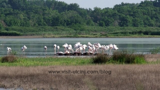 Registrovano jato od 960 flamingosa na Ulcinjskoj solani