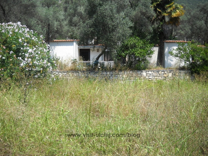 maslinjak valdanos.4
