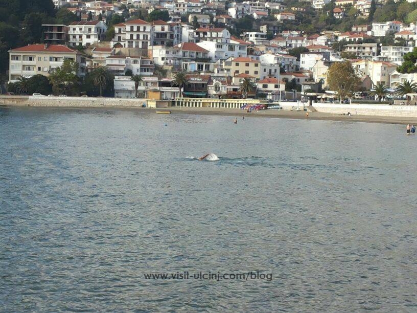 Delfini shfaqen në plazhin e vogel të Ulqinit
