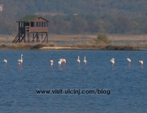 CZIP: Flamingosi, pelikani i puške ne idu zajedno