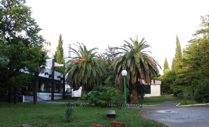 Saopštenje: Tretiranje palmi na teritoriji Opštine Ulcinj