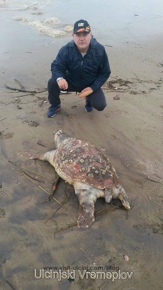 Një breshk e vdekur në brigjet e detit të Ulqinit