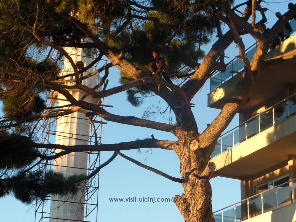 Agonia e një Pishe në qytet të Ulqinit + Foto