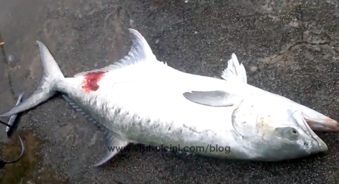 Ribar u Ulcinju ulovio licu tešku 23 kilograma – Video