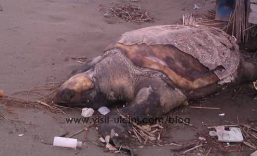 Uginula kornjača na Velikoj plaži Ulcinja