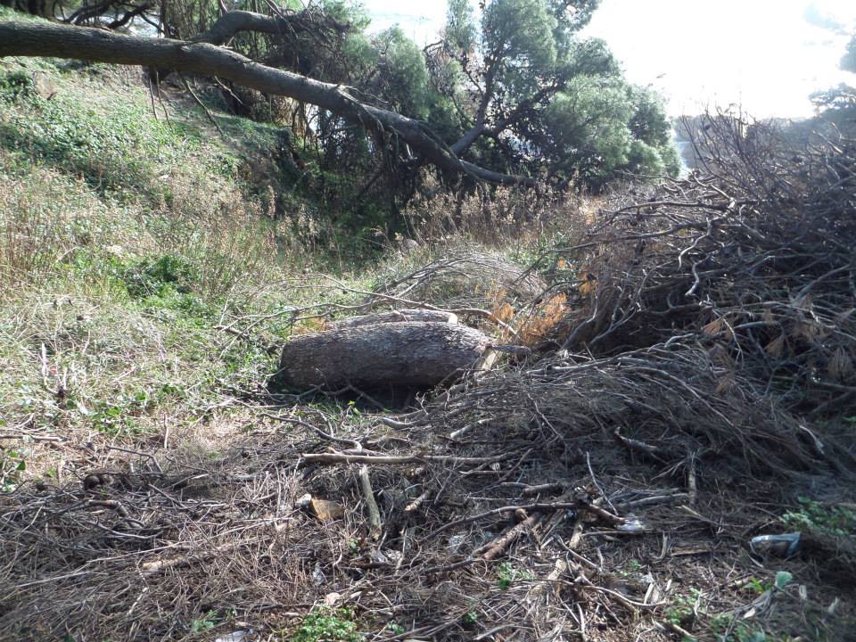 Od pro­pa­da­nje bo­ro­ve šu­me guše se pluća grada Ulcinja + Foto