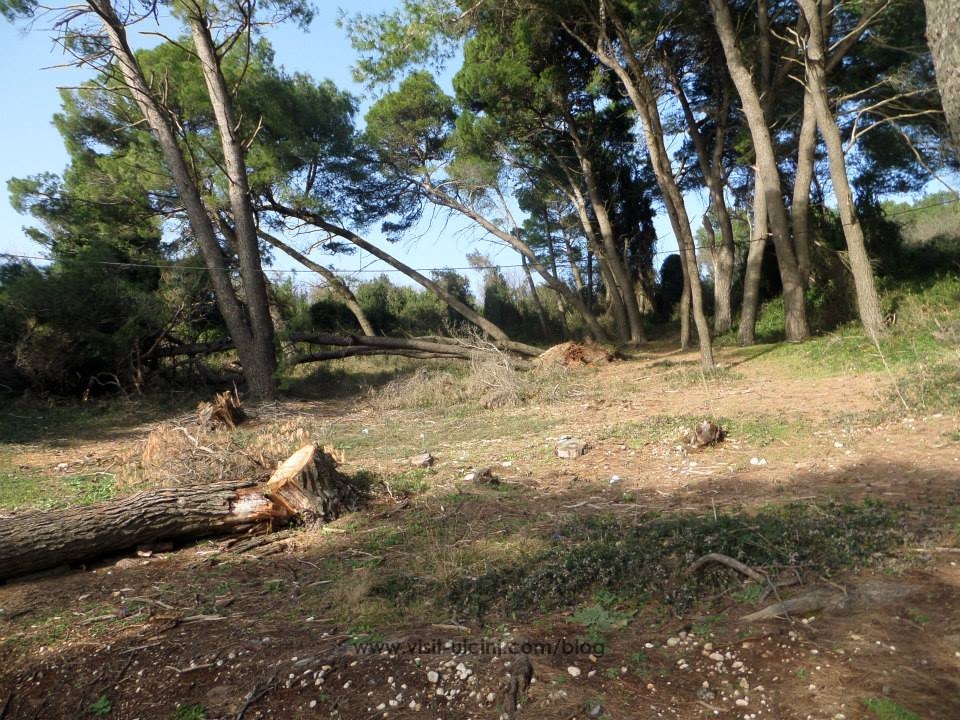 Tužna slika: Borova šuma Ulcinj – Video