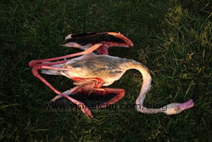 Kush është vrasësi i flamingos rozë në Ulqin – Video