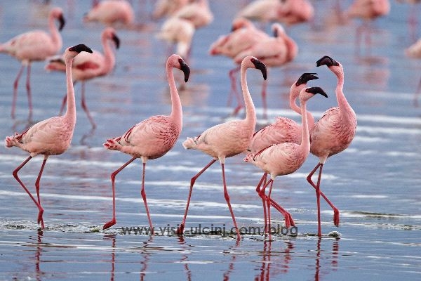 Ulaz u solanu besplatan, sa vodičima do flamingosa
