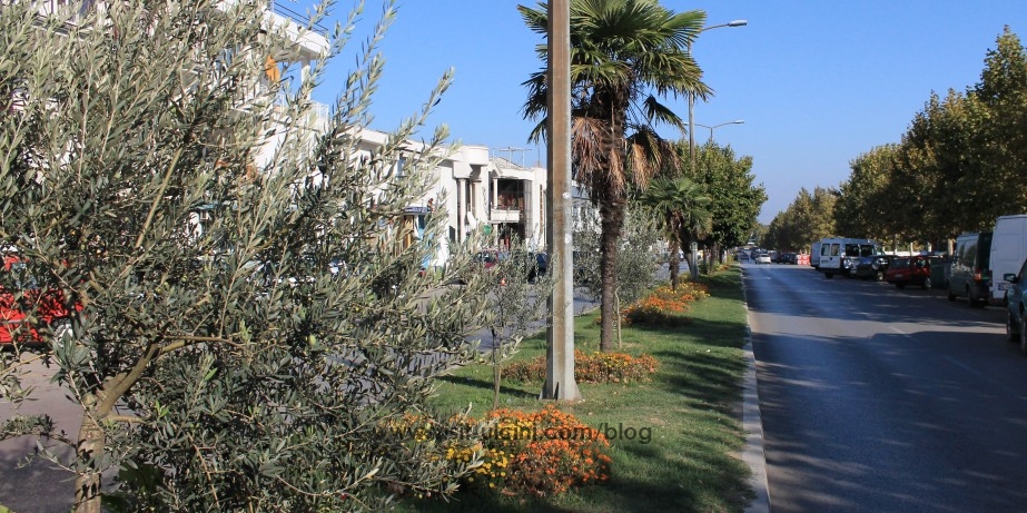 Nika: Shërimi i pallmave në Ulqin po bëhet me metodën e doktorr Adhamudhit…?!!