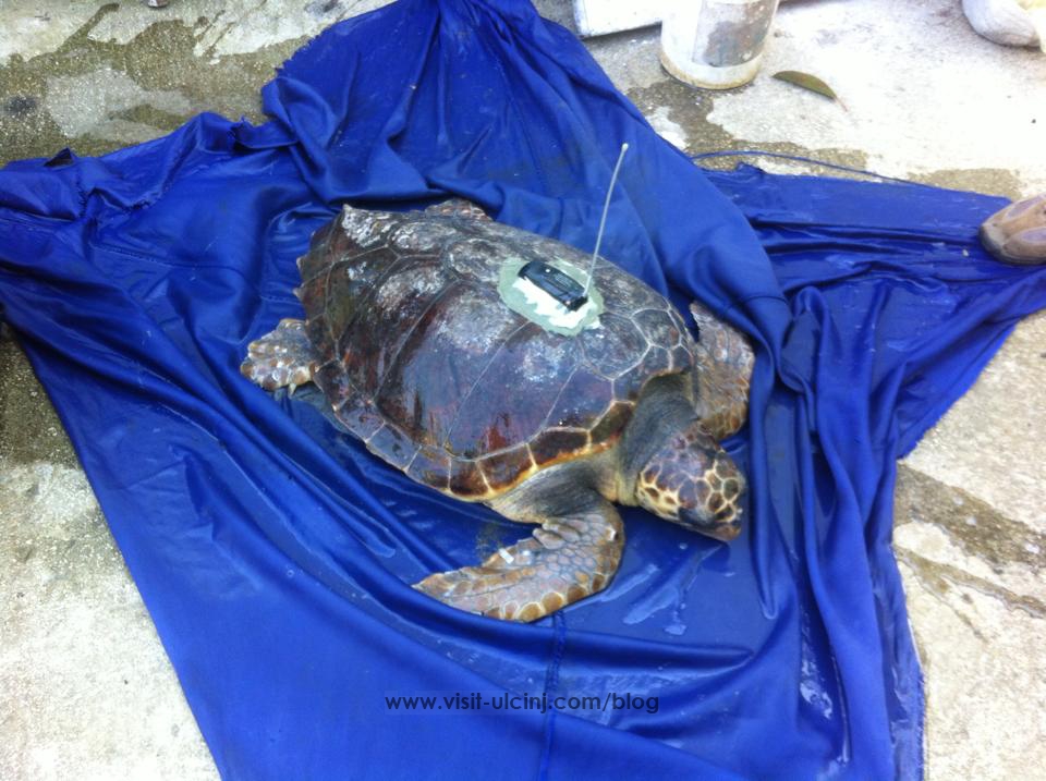 Ribar Adem Kraja ulovio morsku kornjaču sa antenom u Ulcinj – Video