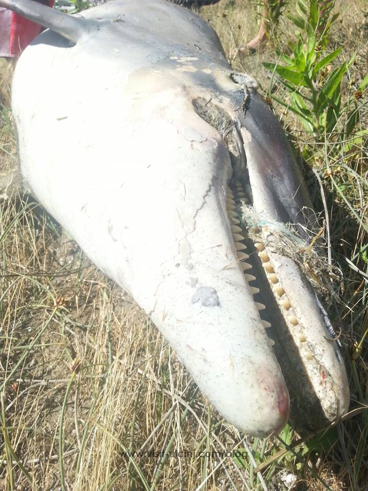 Në Ulqin gjendet një delfin i ngordhur