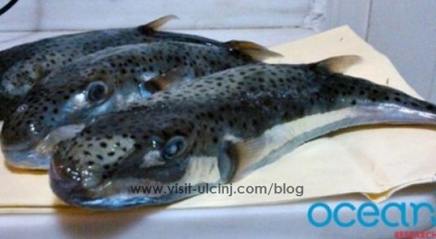 Kujdes mos e hani këtë peshk që shkakton vdekjen, ka mbërritur në detin e Shqipërisë