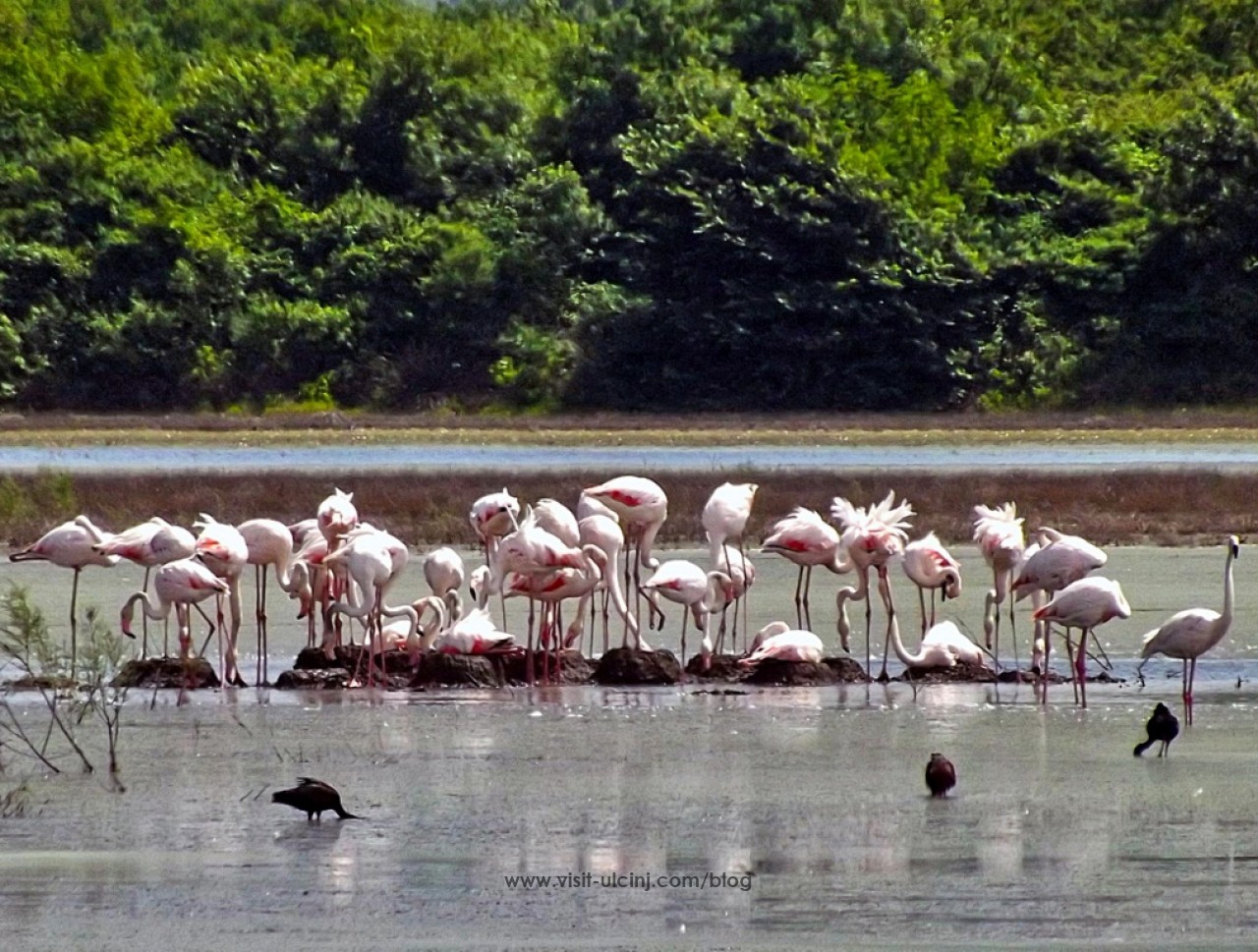 Flamingosi_na_Ulcinjskoj-Solani
