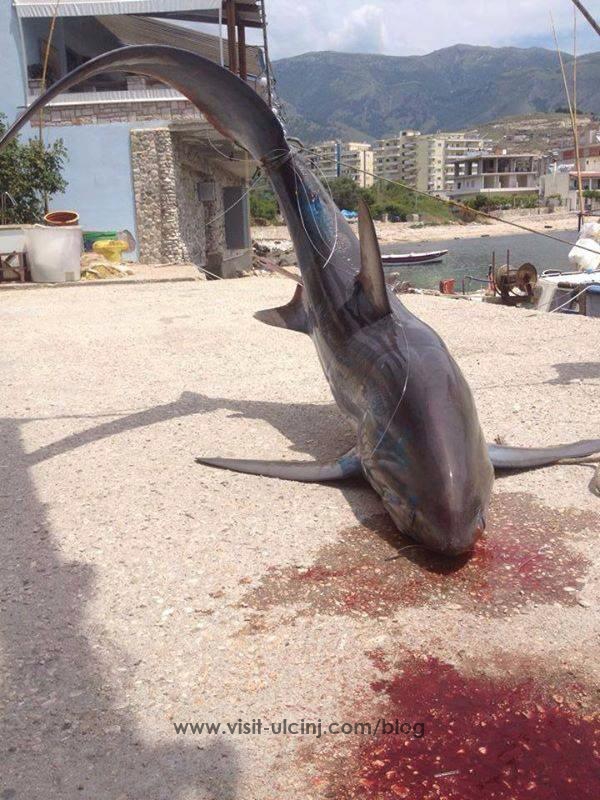 Pushime të sigurta në Sarandë, në shoqëri të këtij peshkaqeni – Foto Lajm