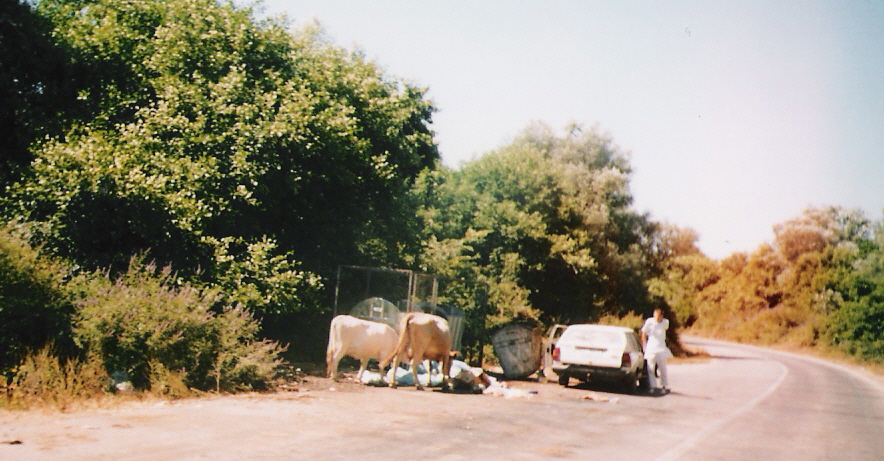 Krave-u-magistrali-Ulcinj-Ada-Boja-1