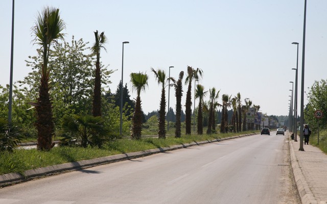 Po thahen dhe po zhduken palmat e bregdetit të Ulqinit – Video
