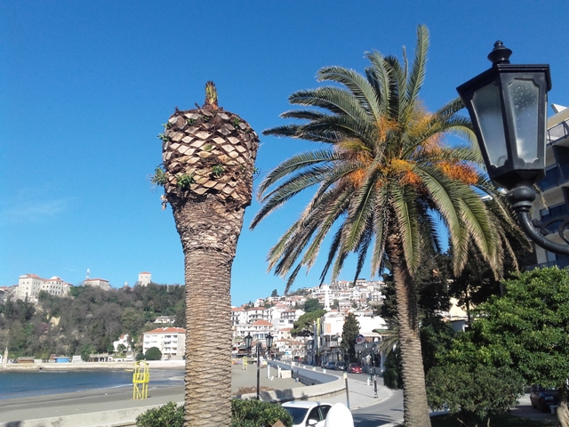 Dosëza e kuqe ne Palmat e Ulqinit
