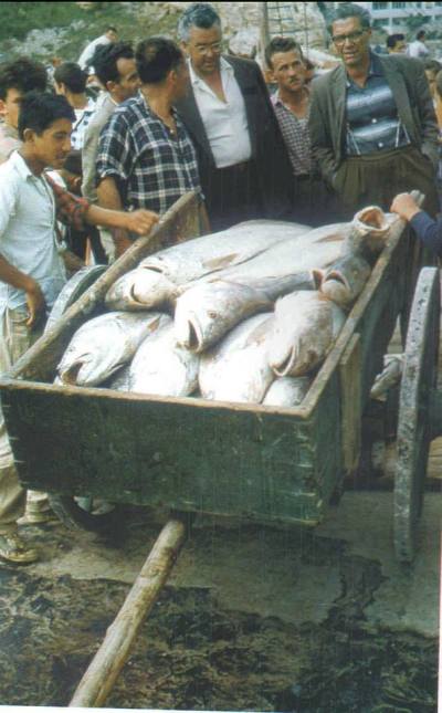 Ja si tregtohej peshku në Ulqin në vitin 1959