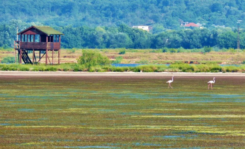 Gvozdenoviq bën prezantimin e katër projekteve për kriporen e Ulqinit
