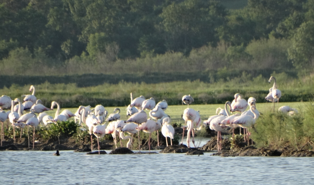 CZIP: Propalo još jedno gniježđenje flamingosa!