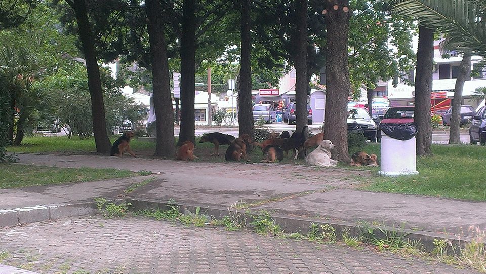 Qentë endacak problem për komunën e Ulqinit