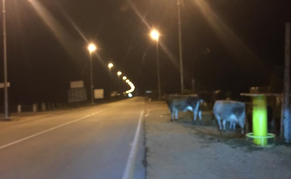 Ulqin: Bagëtitë e lëshuara – rrezik në komunikacion