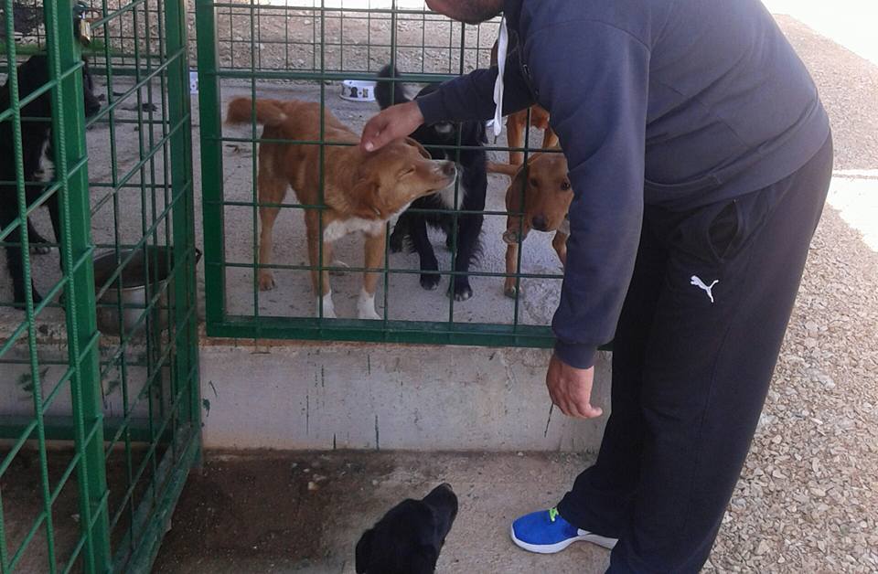 Panda Nvo Ulcinj: Da li je uslovan azil za pse u Ulcinju