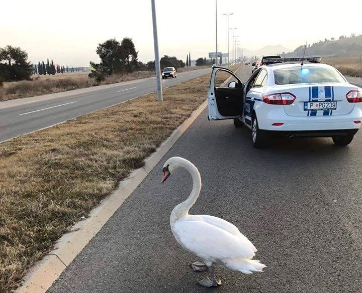 Një mjellmë bllokon trafikun në afersi të Podgoricës