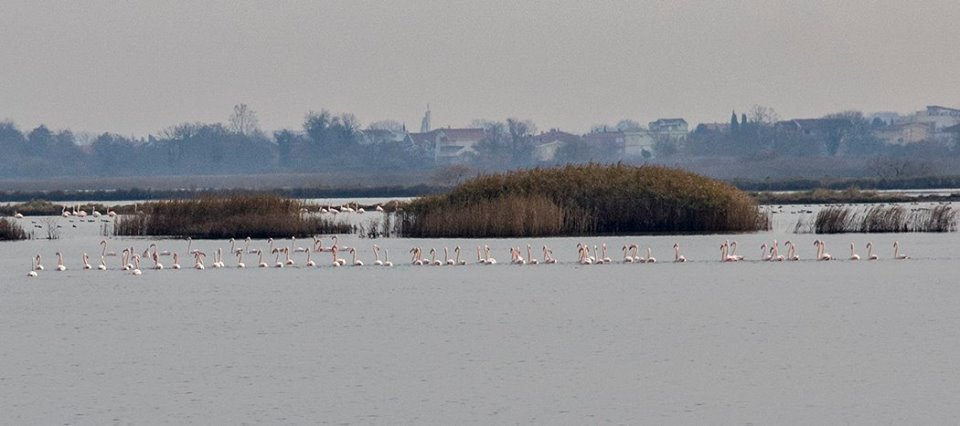 Aiva Orava: Ne odlažite zaštitu Solane