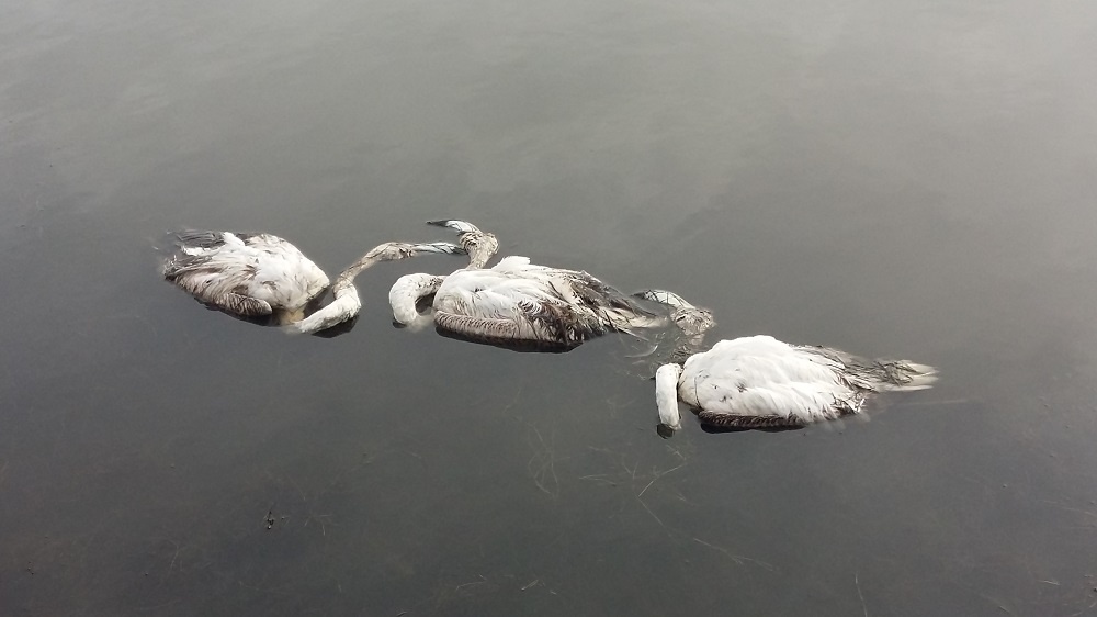 Zogjtë Flamingo nga i ftohti ngordhin + Foto