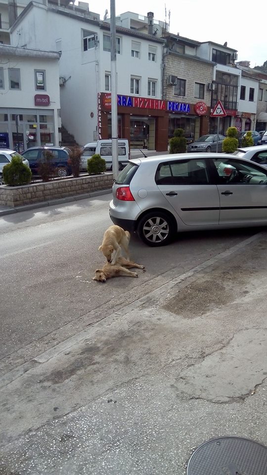 Foto-lajm-E dhimbshme, qeni i vdekur në rrugën kryesore të Ulqinit-1