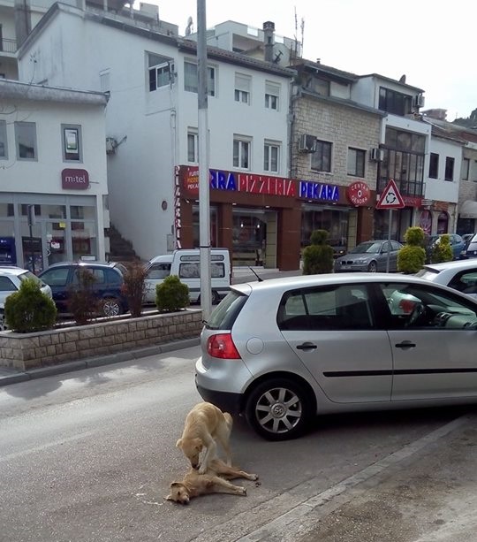 Foto/lajm: E dhimbshme, qeni i ngordhun në rrugën kryesore të Ulqinit