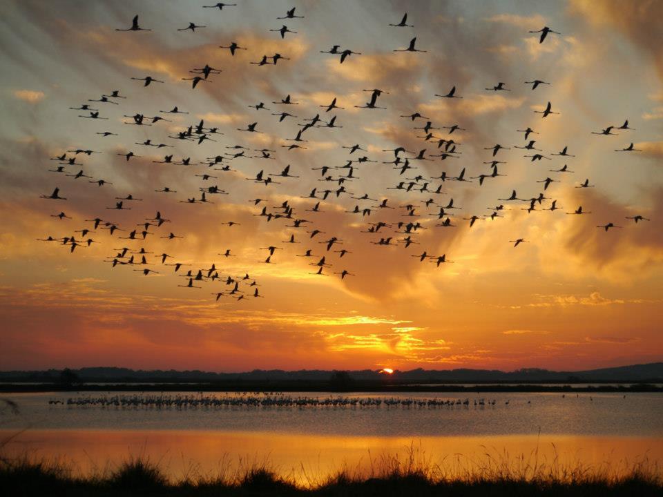 Na ulcinjskoj solani 350 flamingosa-1