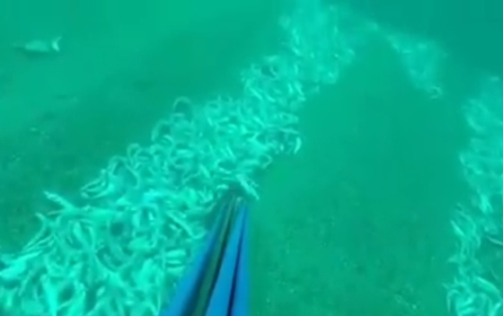 Sportski podvodni ribolovac snimio užas na dnu Valdanosa – Video
