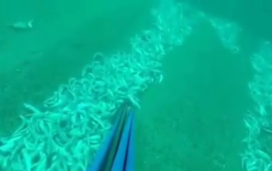 2 ton peshk vritet me dinamit, masakër ekologjike në gjirin e Valdanosit – Video